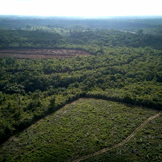 CLIHHR Leads Push for Regulatory Scrutiny of Amazon Mining Project